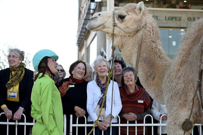 Claire Sansom showing off her camel Dolly to spectators during the Sydney Camel Racing Carnival.