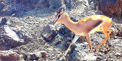 Trap cameras monitor several types of wild animals in Al Dhahirah Governorate, such as the Arabian gazelle, ibex, lynx, sand fox and mountain fox, in addition to some rare and migratory birds. Photo: Oman News Agency
