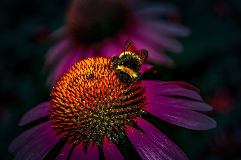 Wildlife runner up: 'Bumblebee at RHS Garden Wisley' by Dimitrios Zacharopoulos