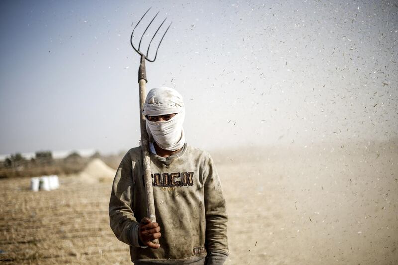 A Palestinian farmer harvests wheat crop at a field adjacent to the border fence with Israel near Rafah. AFP