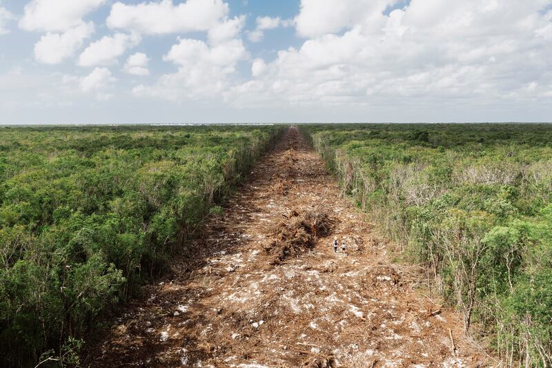 Honourable Mention, People and Nature, Francesca Franchini, Mexico. The jungle of the Yucatan Peninsula protects a great biodiversity of species.