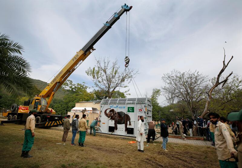 Pakistani wildlife workers and experts from the international animal welfare organization Four Paws, use a crane to move a crate carrying an elephant named Kaavan before transporting him to a sanctuary in Cambodia.  AP