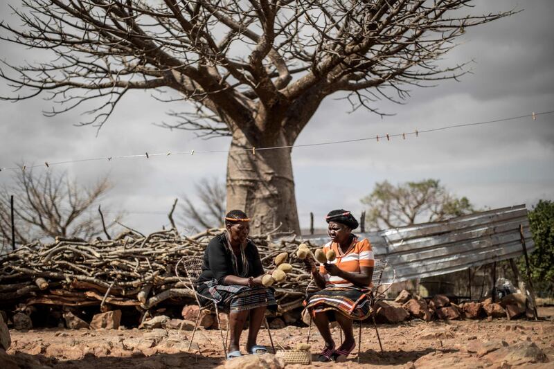 Baobab fruits harvesters Annah Muvhali, 55, (L) and Cristina Ndou hold baobab fruits they harvested AFP