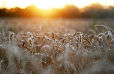 A wheat field near the village of Nedvigovka in Russia. Wheat prices have skyrocketed about 50 per cent since the Russia-Ukraine crisis began on February 24. Reuters 