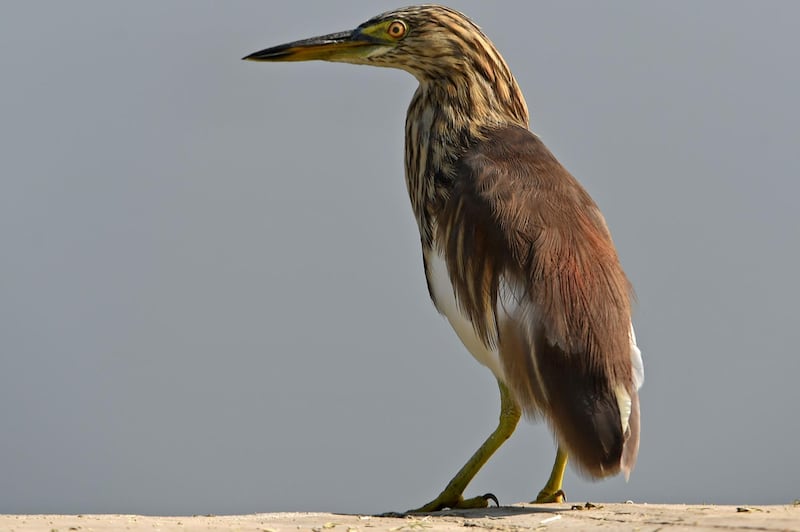 A heron stands on the shore of Dal Lake in Srinagar, Kashmir.  AFP