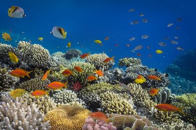 Marine life in the region and worldwide is blooming thanks to the coroanvirus slowdown which has given the environment a much needed break. Courtesy Padi