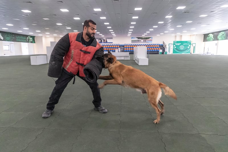 Togo is one of many specially trained dogs in the Dubai Police K9 Unit
