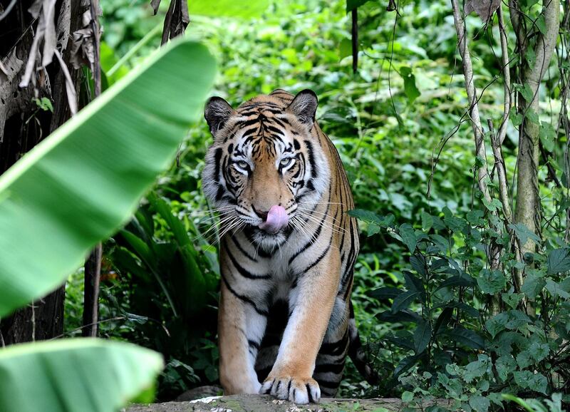 MALANG, INDONESIA - JANUARY 20:  Mulan Jamilah, a 6-year-old Bengal tiger walks in the garden on January 20, 2014 in Malang, Indonesia. Abdullah Sholeh, 33, of Malang, Indonesia is an Islamic student who has become best friend and a full-time nanny to the tiger. Mulan's owner,  Noer Muhammad Sholeh, 51, asked Abdullah to take care of the tiger when it was a 3-month-old cub at Dilem Village, Kepanjen District, Malang, East Java. Abdullah Sholeh regularly sleeps, plays and fights with the huge tiger. The pair are so inseparable, he often shuns his own bed to sleep alongside the big cat in her enclosure. Mulan now weighs 178 kg, is three meters long including the tail and one meter high. For security reasons, they have had to install metal bars to separate them when they are together in the enclosure. Mulan is fed 6kg of chicken or goat meat twice a day. (Photo by Robertus Pudyanto/Getty Images)