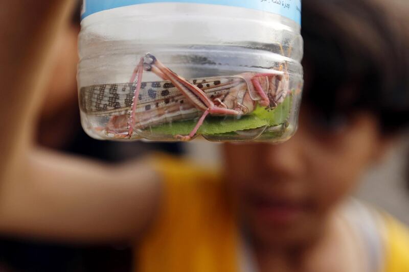 epaselect epa07738621 A Yemeni child shows a desert locust in a plastic bottle as swarms of desert locusts fly over a neighborhood in Sana'a, Yemen, 24 July 2019. Swarms of desert locusts are spreading throughout several Yemen cities, including Sana'a. Traditionally, many Yemenis roast locusts and eat them.  EPA/YAHYA ARHAB