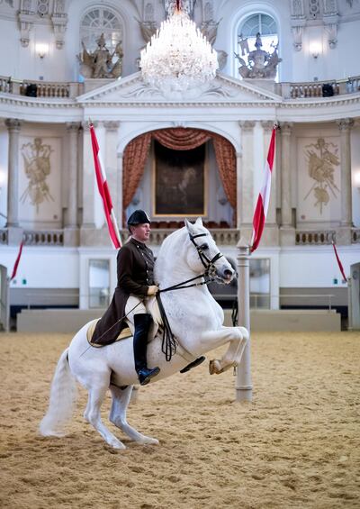 A Lipizzaner stallion performing in the Renaissance tradition of the Haute Ecole