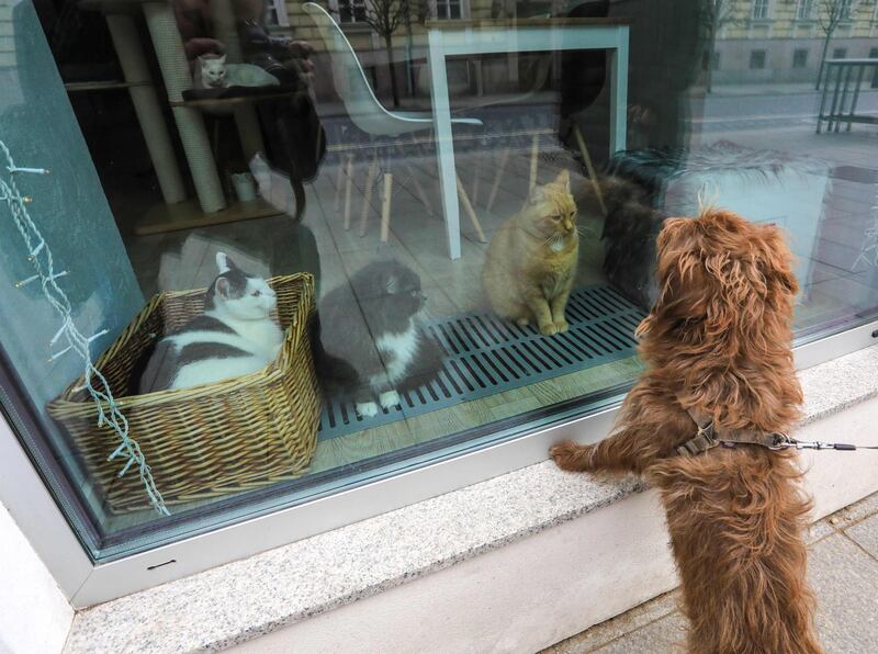 LITHUANIA: A dog looks at cats through the window of the "Cat Cafe" which remains closed in Vilnius, Lithuania on April 19, 2020. In Lithuania, cafes and restaurants were closed to limit the spread of coronavirus. AFP