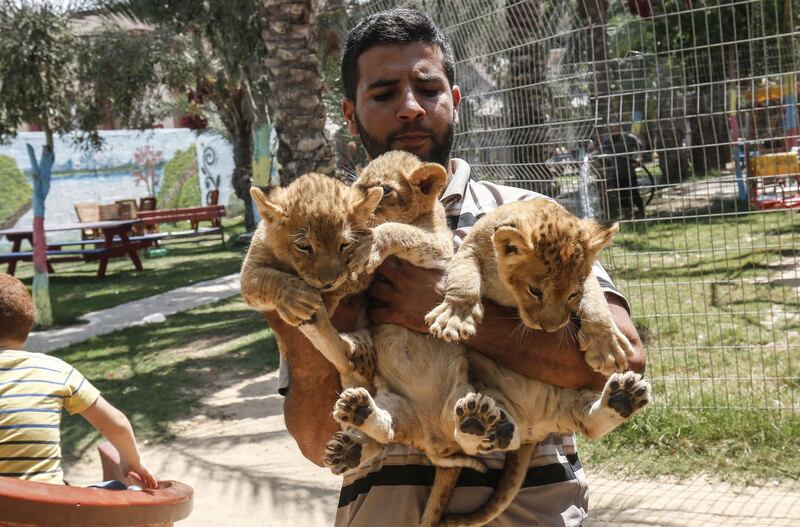 A Palestinian employee lifts three recently born cubs at a zoo in Rafah in the southern Gaza Strip. AFP