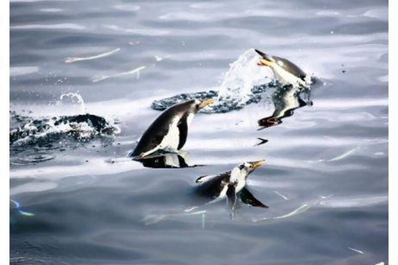 When travelling long distances Gentoo penguins frequently jump from the water. They are one of three species of brush-tailed penguin found in Antarctica. Katy Morrison for The National