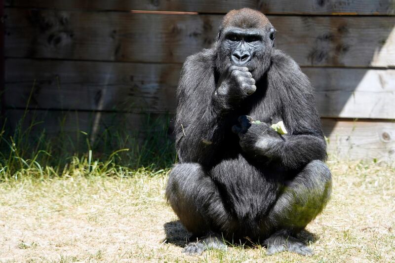 Gorilla enjoys some food in the sun at Twycross Zoo in Leicester, Britain, UK. EPA