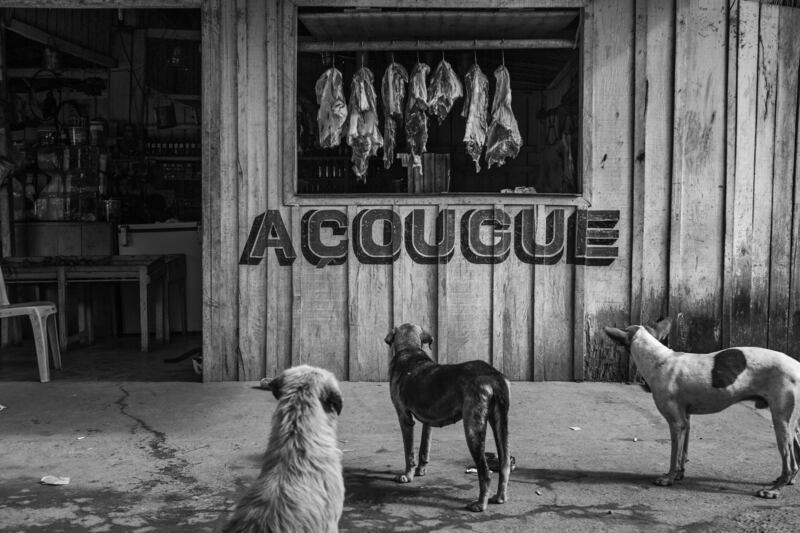 This image provided by World Press Photo, part of a series titled Amazonian Dystopia, by Lalo de Almeida for Folha de Sao Paulo/Panos Pictures which won the World Press Photo Long-Term Project award,, shows Stray dogs stare at meat hanging in a butcher's shop in Vila da Ressaca, an area previously mined for gold but now almost completely abandoned, in Altamira, Para, Brazil, on Sept.  2, 2013.  (Lalo de Almeida for Folha de Sao Paulo / Panos Pictures / World Press Photo via AP)