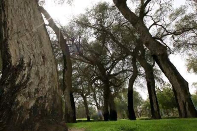 Ghaf trees are well adapted to the dry and salty desert environment, and planting them in parks and along roads could strengthen the country's water security, Minister bin Fahad says.