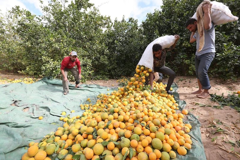 Workers harvest oranges at a farm in Yemen’s Marib province on December 28, 2015. War has forced many city dwellers to look for agricultural jobs in rural areas. Ali Owidha / Reuters