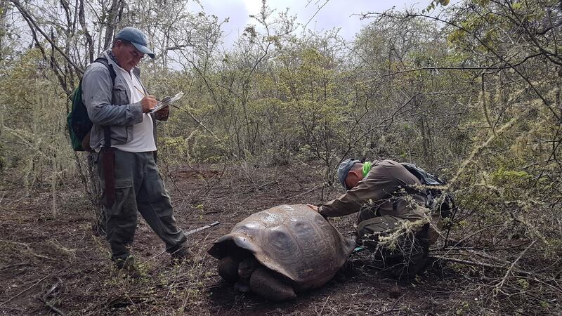 In this Jan. 25, 2020 photo released by Galapagos National Park shows park workers inspecting a tortoise near Wolf Volcano on Galapagos Islands, Ecuador. The National Park announced on Friday, Jan. 31, 2020 that an expedition to the foothills of the highest active volcano in the Galapagos Islands located a young female tortoise and she is a direct descendant of a giant tortoise species considered extinct. (Tui De Roy/Galapagos National Park via AP)