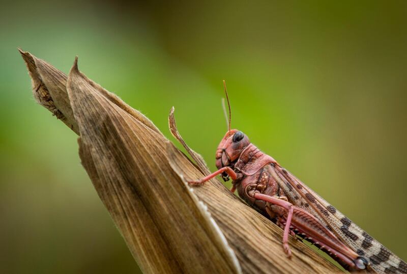 A desert locust sits on a maize plant at a farm in Katitika village, Kitui county, Kenya. AP Photo