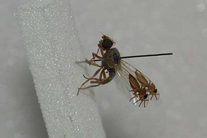 When threatened, the fly flashes its wings to give the appearance of ants walking back and forth.