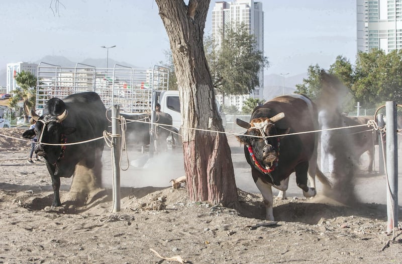 FUJAIRAH, UNITED ARAB EMIRATES- Before fighting, bulls are tied in an area waiting to fight at bull fighting in Fujairah corniche.  Leslie Pableo for The National