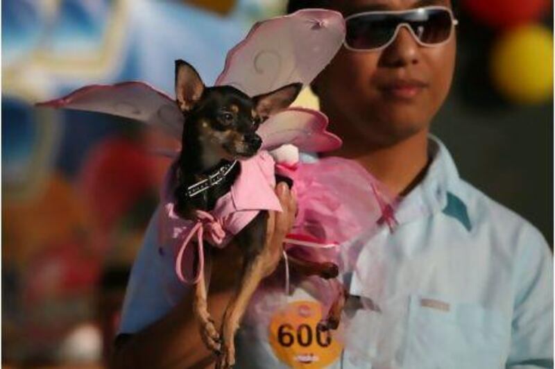 Lee Bangwic holds up his three-year-old chihuahua, Valerie, At the 22nd Pedigree & Whiskas Dubai Pet Show.