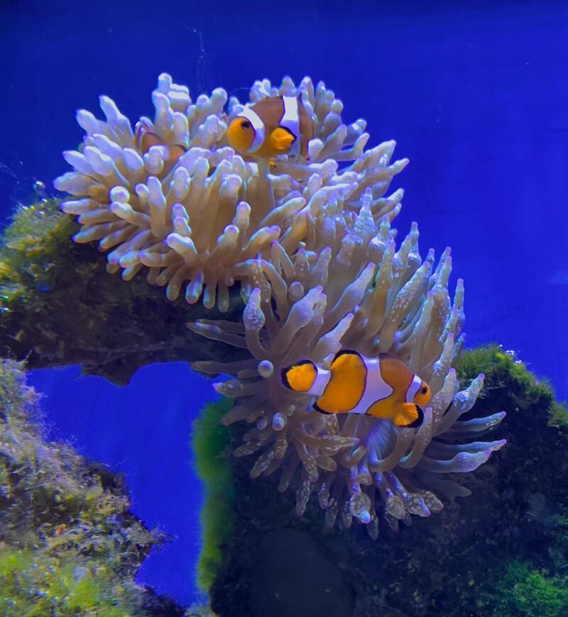 Clown fish on coral, as seen from The Floating Seahorse properties. Courtesy The Heart of Europe 
