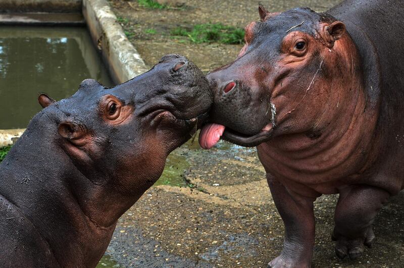 Hippos are seen at the Joya Grande zoo, seized from Los Cachiros drug cartel in Santa Cruz de Yojoa municipality, Cortes department, Honduras.  The eco-park is supported by donations during the new coronavirus pandemic, since there are no visitors.  AFP