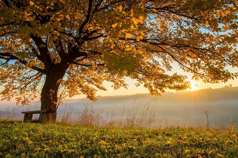 Tree on grassy field during autumn. Scenic view of fog covering landscape in background. View of beautiful nature.
