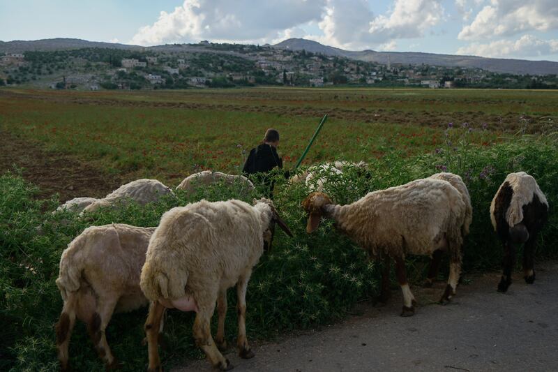 Khaled Al-Ali takes his sheep to graze among the flowers