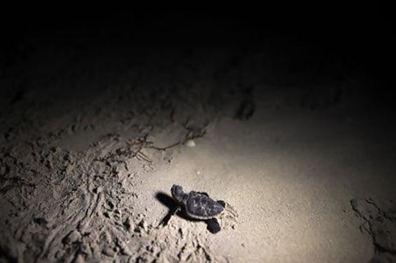 Sea turtle nesting is among factors leading Abu Dhabi to try to control light pollution. Galen Clarke / The National