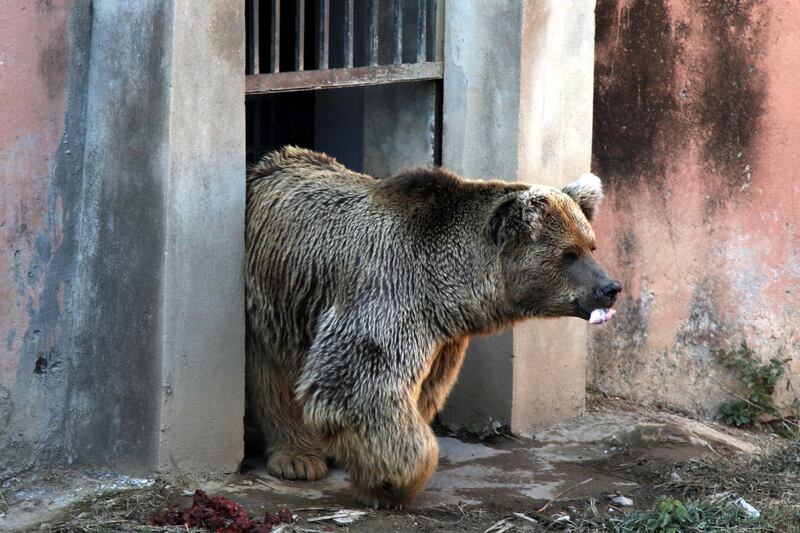 A brown bear named Bubloo is seen inside its enclosure prior to transport it to a sanctuary in Jordan, at the Marghazar Zoo in Islamabad, Pakistan. EPA