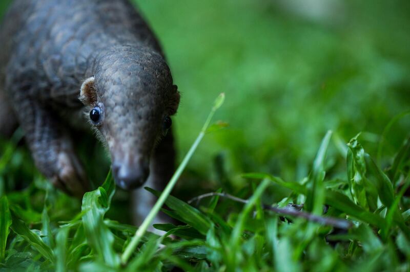 ZSL saves baby pangolin in Thailand. Courtesy Zoological Society of London 
