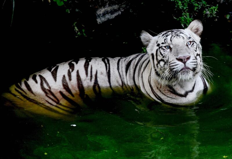 A Royal Bengal white Tiger looks on inside an enclosure at the 'Arignar Anna Zoological Park' on a hot sunny day at Vandalur in Chennai. AFP