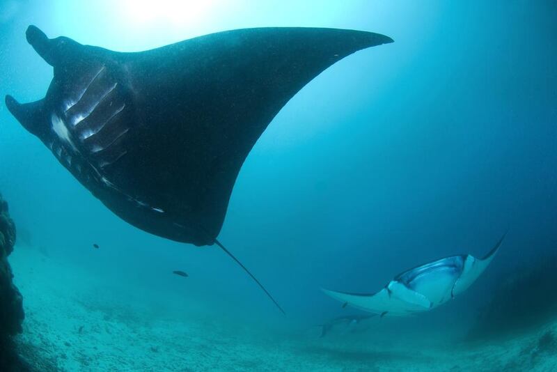 In Indonesia alone, manta tourism brings in an estimated $15m each year. AFP / Conservation International