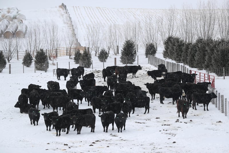 A cattle is seen at a farm during a snow fall at Toledo, Iowa, USA. Reuters