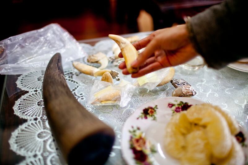 A rhino horn and tiger teeth for sale sit on display in the home of a black market trader in Hanoi, Vietnam. Photo: World Wildlife Fund via AP