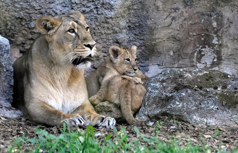 Newborn Asian lion cubs next to their mother in their enclosure at the Bioparco zoo in Rome, Italy.  EPA