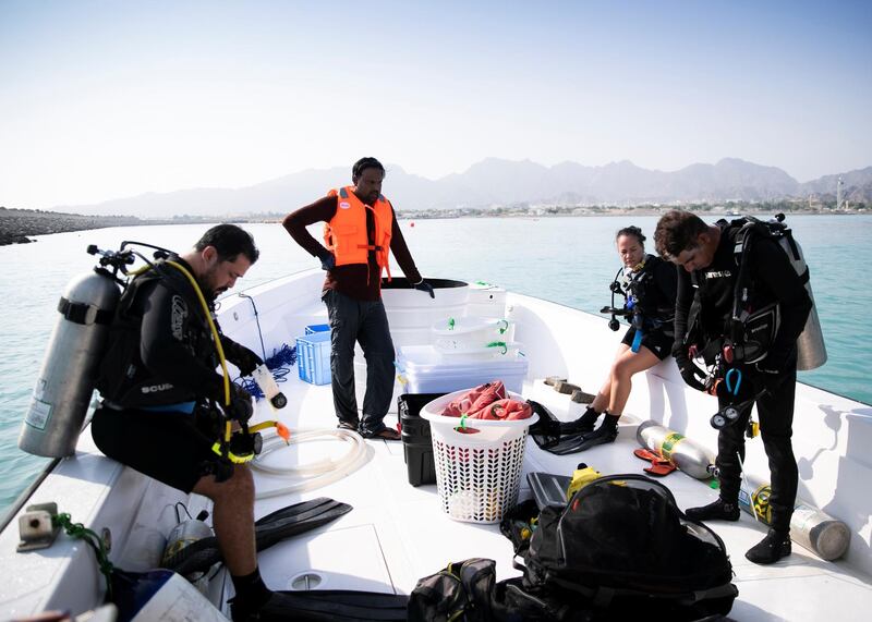 FUJAIRAH, UNITED ARAB EMIRATES. 3 AUGUST 2020. 
The UAE is calling on more volunteer divers to help restore and replant coral reefs in the open waters of Fujairah.

Over the next five days, teams of volunteers will take fresh coral from Dibba Fujairah Port and replant it further out at sea, about 1km from Dibba Rock, a popular diving spot in the emirate.  

The campaign is part of an initiative by the Ministry of Climate Change and Environment and Fujairah Adventure Centre to help sustain and grow marine life in UAE waters.
(Photo: Reem Mohammed/The National)

Reporter:
Section: