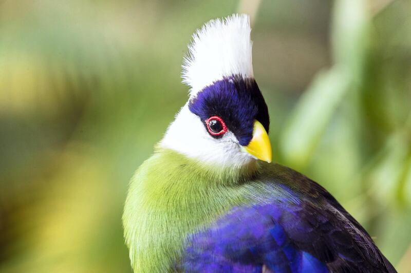 Dubai, United Arab Emirates - July 03, 2019: White crested turaco. The Green Planet for Weekender. Wednesday the 3rd of July 2019. City Walk, Dubai. Chris Whiteoak / The National