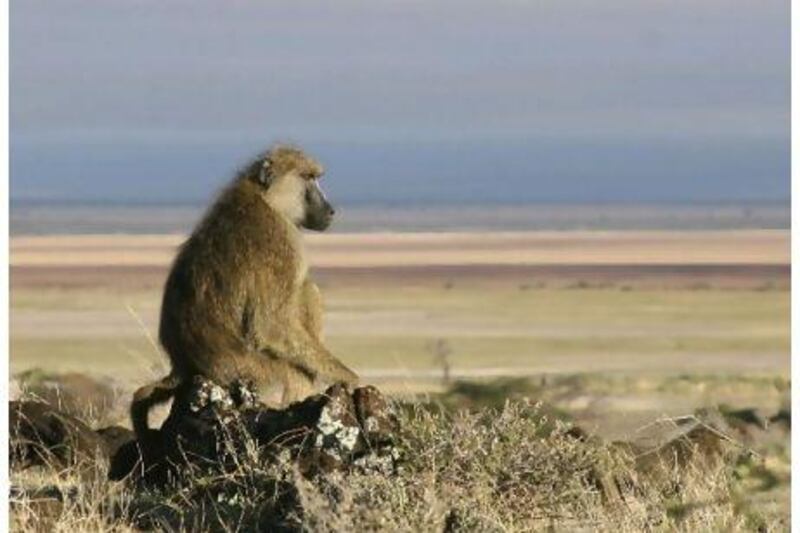 Adult male baboons at the top of the hierarchy faces a great deal of stress in maintaining their status.