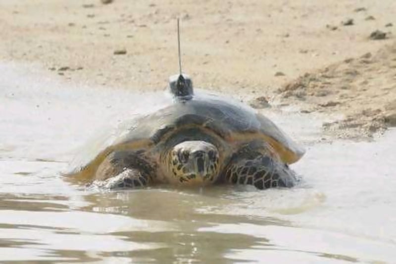 The Emirates Wildlife Society is calling on the public to vote for their favourite turtle in the second year of the Great Gulf Turtle Race.