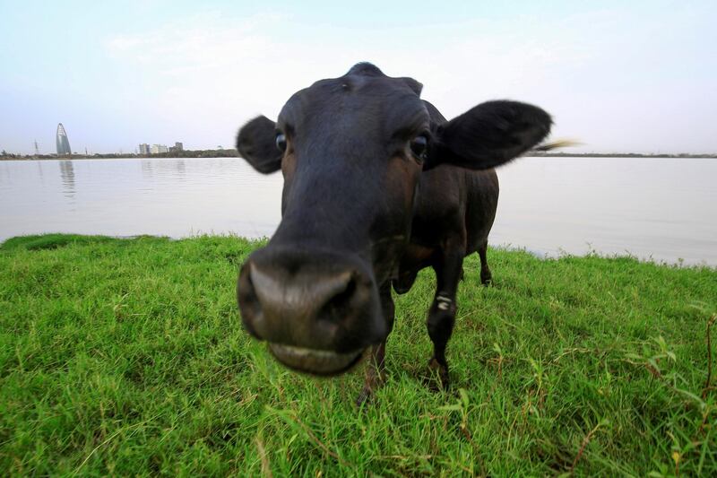 A cow grazes on the banks of the Nile river in the Sudanese capital Khartoum on June 9, 2020. (Photo by ASHRAF SHAZLY / AFP)