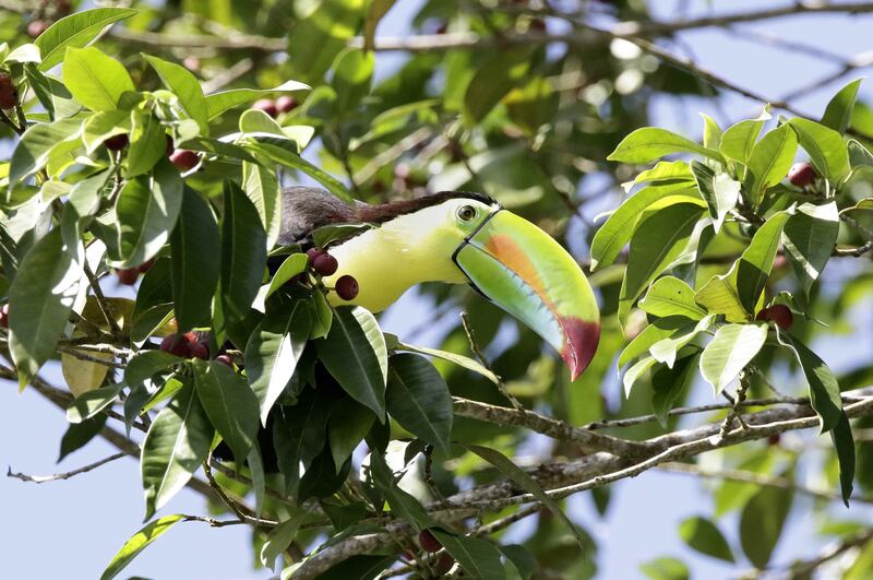 Some analysts have concluded that the likes of toucans, puffins and hummingbirds may face particularly uncertain futures. Photo: EPA