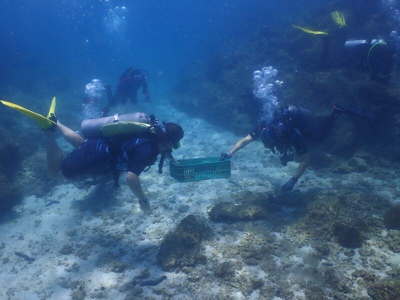 Members of Freestyle Divers collecting coral fragments that can be grown in a nursery area. All photos: Freestyle Divers