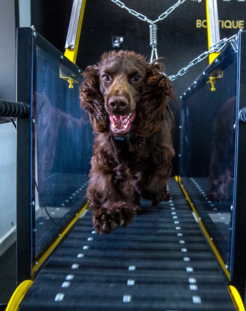 Dogs are also required to wear a harness which is fastened to a spring system to ensure they stay safely secured while using the treadmill.
