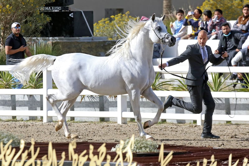 A pure white horse in the ring on the final day of the event. AFP