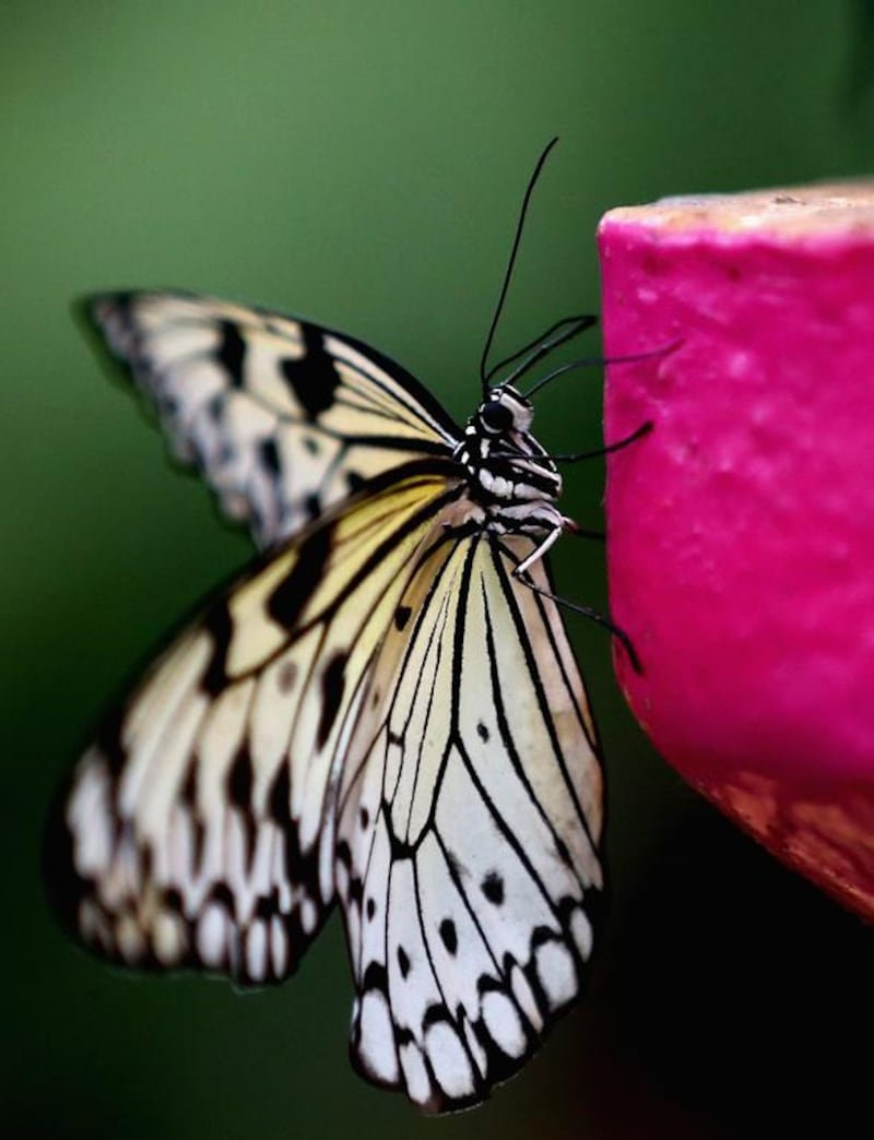 A butterfly rests on a feeding tray at Dubai Butterfly Garden on Wednesday. Francois Nel / Getty Images