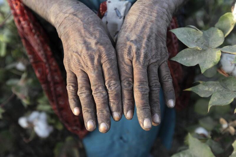 A cotton picker toils in the fields in Meeran Pur village, north of Karachi; a picker displays her rough hands; women make up the bulk of Pakistan’s 500,000 cotton pickers, most working for less than 7 dirhams a day. Akhtar Soomro / REUTERS