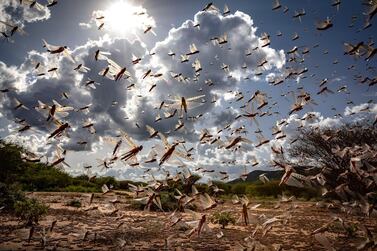 Weeks before the coronavirus spread through much of the world, parts of Africa were threatened by the biggest locust outbreak some countries hadn't seen in 70 years. AP